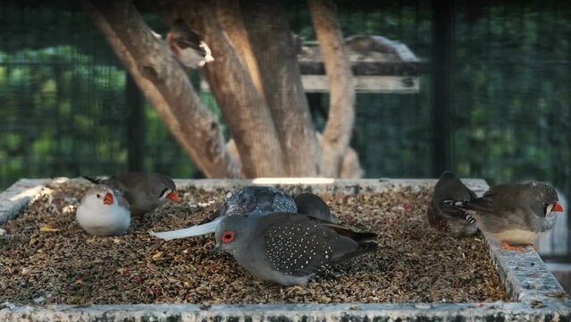 domesticated zebra finch eat from the feeder