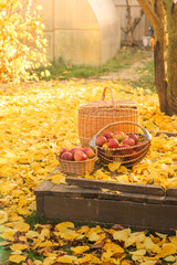 Picked apples in baskets in the autumn garden