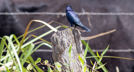 A Shiny cowbird on top of a tree trunk.