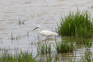 Little Egret (Egretta garzetta) on the marshes.