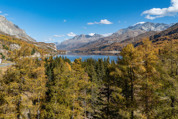 vue au-dessus de m&eacute;l&egrave;zes jaunes dans un soleil d'automne qui bordent le lac de Sils dans les Grisons en Suisse pr&egrave;s du village de Maloja