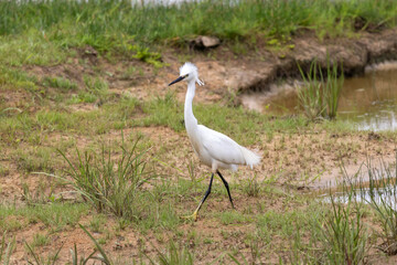Fototapeta premium Little Egret (Egretta garzetta) on the marshes.