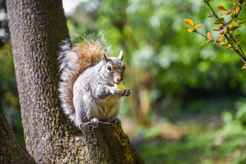 The squirrel sits on a tree and eats potato chips. Park in London