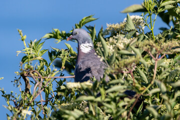 A Wood pigeon perched in a tree.