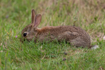 Naklejka na ściany i meble A baby rabbit grazing on grass.