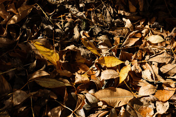 background image of fallen autumn dry leaves.