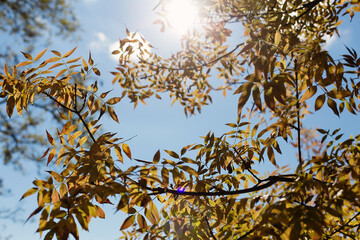 Birch branch with yellow leaves against the sky close-up