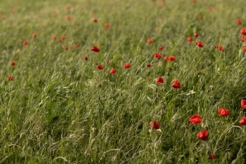 Fototapeta premium poppies in the field