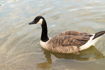 Obraz premium country goose swimming in water