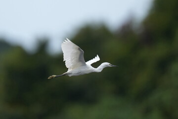 egret in a field