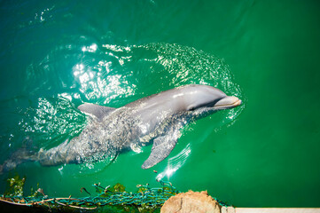 Fototapeta premium Dominican dolphin
