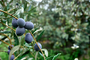 Olive branch with ripe fresh purple olives ready for harvest growing in mediterranean olive grove...