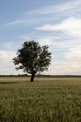 Obraz premium lonely green tree in open field with free space in vertical