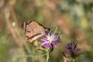 pink flower with very pretty butterfly with unfocused background
