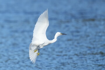 Fototapeta na wymiar egret in a field