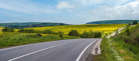 Spring rapeseed yellow blooming fields