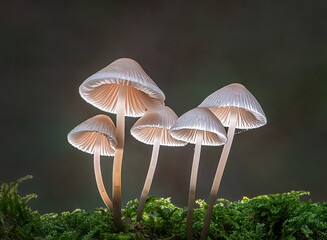 Common bonnets