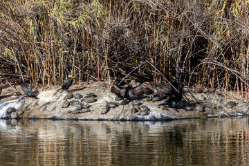 Cape cormorant (Phalacrocorax capensis) and turtle (Trachemys scripta) close-up