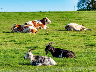 Kühe und Rinder liegen auf der Weide