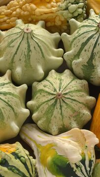 Crown of thorns variety gourd and other decorative squashes. Table spin, vertical video.