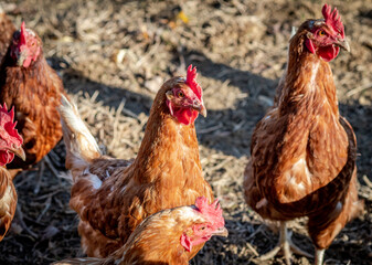 Frei laufende Hühner