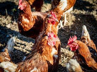 Frei laufende Hühner