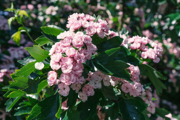 Pink flowers of blossoming hawthorn tree, close up.