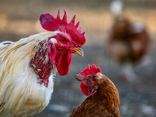 Frei laufende Hühner