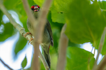 Vini oiseau de Polynésie