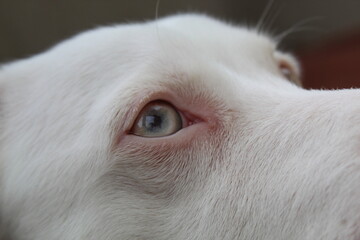 Perro Albino ojos celestes