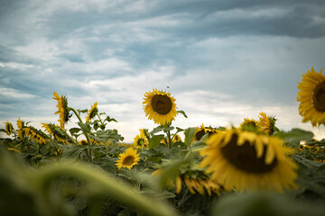 Sunflower Field at Sunset - Hunter Valley