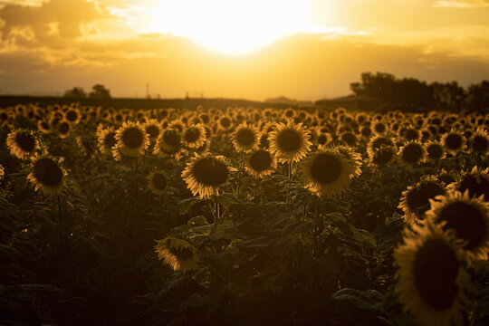 Sunflower Field At Sunset - Hunter Valley