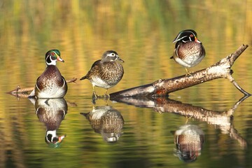 Wood ducks in a row on a log in water.