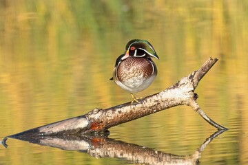 Male wood duck perched on a branch in water.