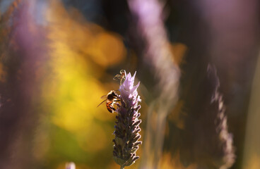 A bee and a spider fighting on a lavender flower