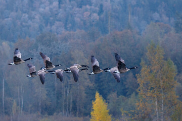 Close up of a gaggle of Canada Geese (Branta canadensis) flying