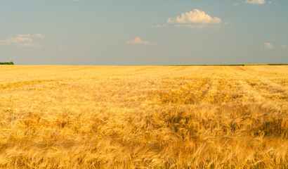 Beautiful summer landscape showing wheat field with blue sky and white clouds on a sunny day