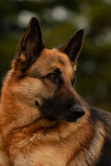 German shepherd dog profile looking