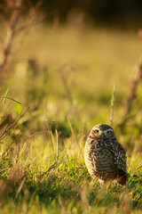 owl in a field looking out from the grasses