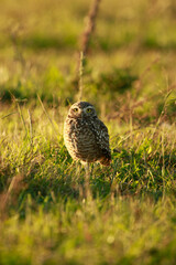 bird on the grass