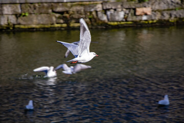 vol de mouette au dessus de l'eau à Gand