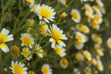 flores blancas margaritas en conjunto