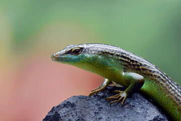 Lizard on a stone