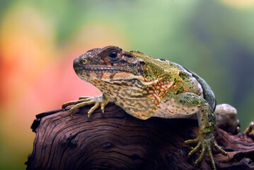 Spiny tailed iguana on a tree branch