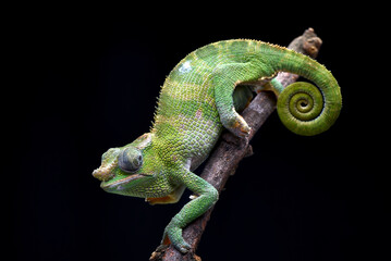 chameleon on a black background © lunaphotography
