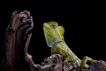 chameleon on a branch