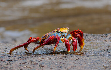 Sally Lightfoot Crab on a Rock