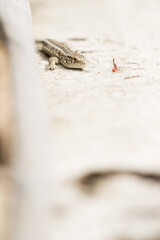 The sand lizard (Lacerta agilis), of the family Lacertidae. Central Russia.