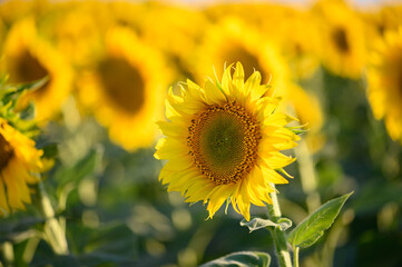 Close up sunflower in the field with blue sky.