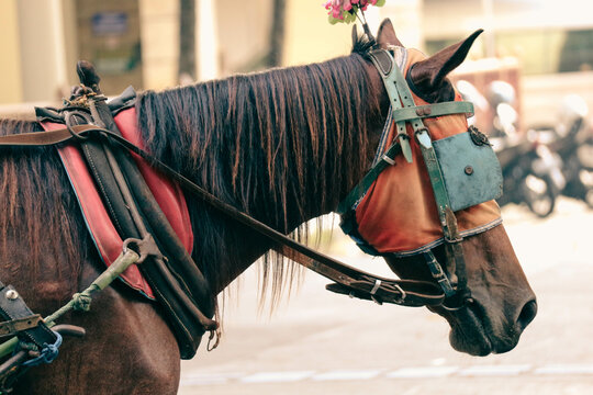Close up photo of a brown horse. This horse is a horse for pulling passenger carriages